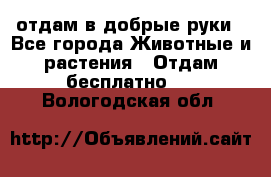 отдам в добрые руки - Все города Животные и растения » Отдам бесплатно   . Вологодская обл.